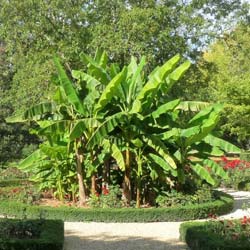 Banana tree, Hardy